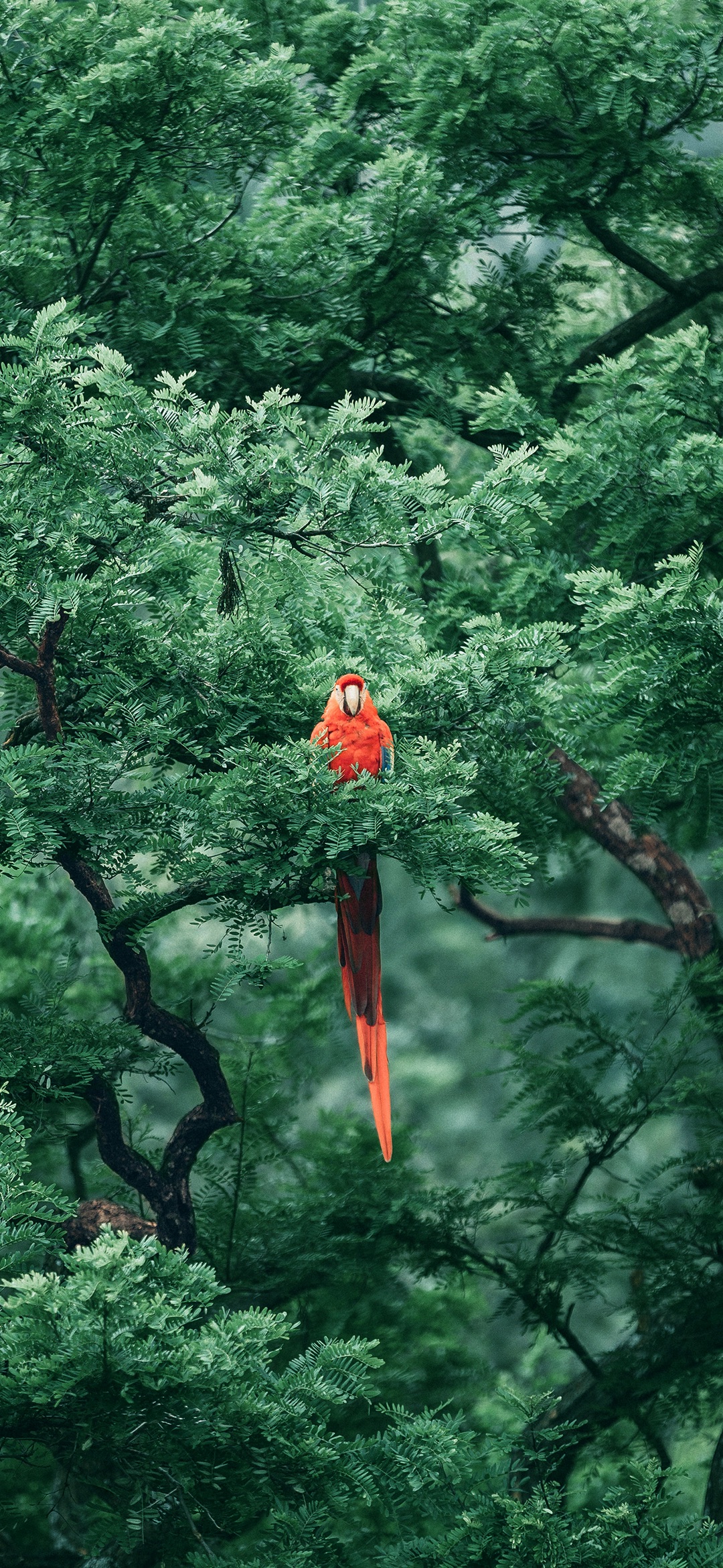 锤子Smartisan OS内置壁纸（坚果R2） - 测试岛