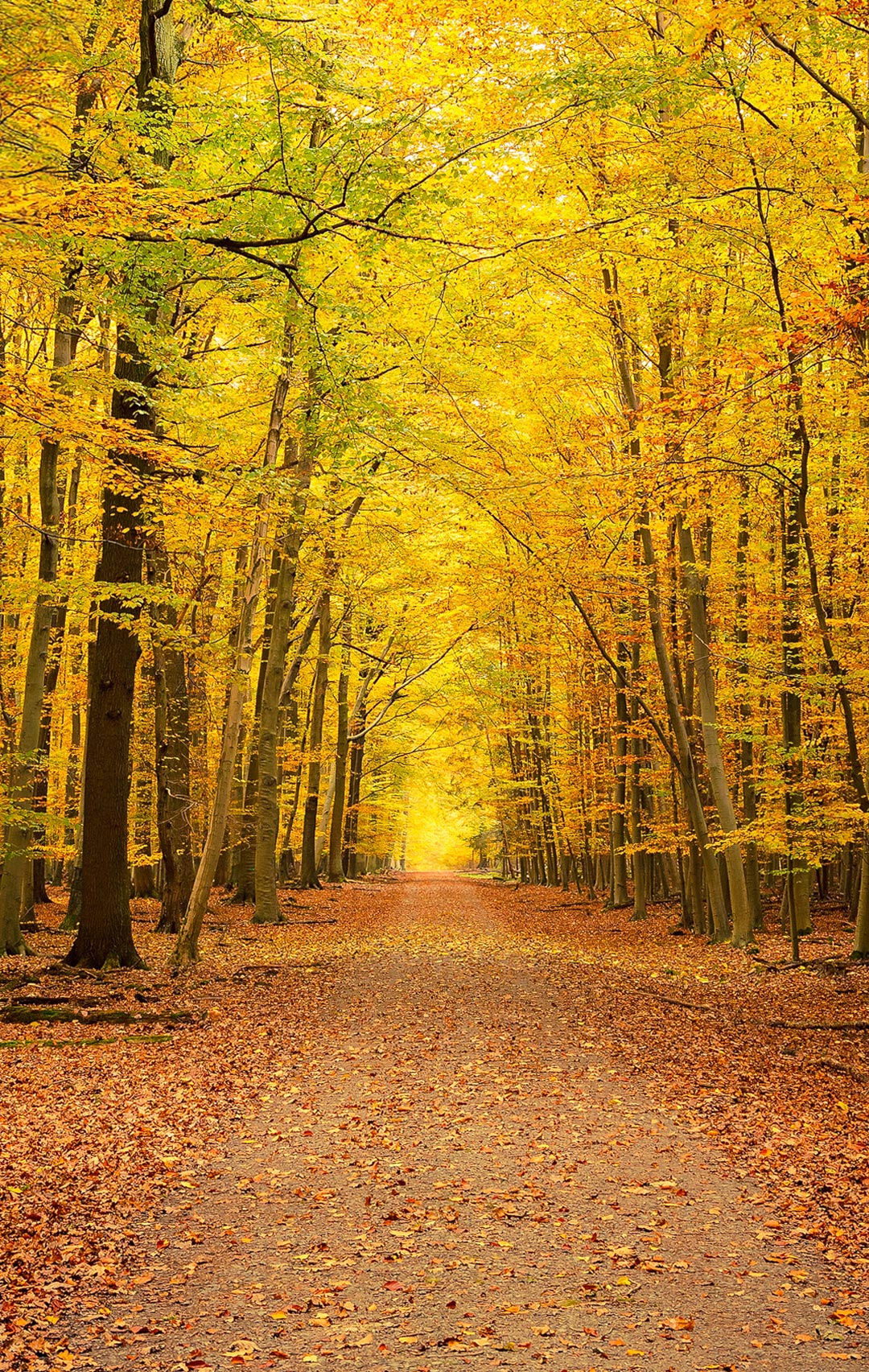 锤子Smartisan OS内置壁纸（坚果R2） - 测试岛